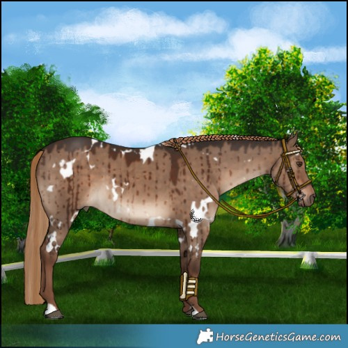 Horse Color:White Spotted Liver Red Dun Brindle