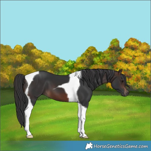 Horse Color:Brown Tobiano