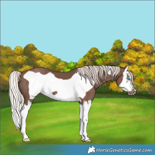 Horse Color:Silver Black Splash Frame 