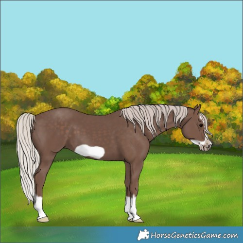 Horse Color:Silver Black Splash Frame 