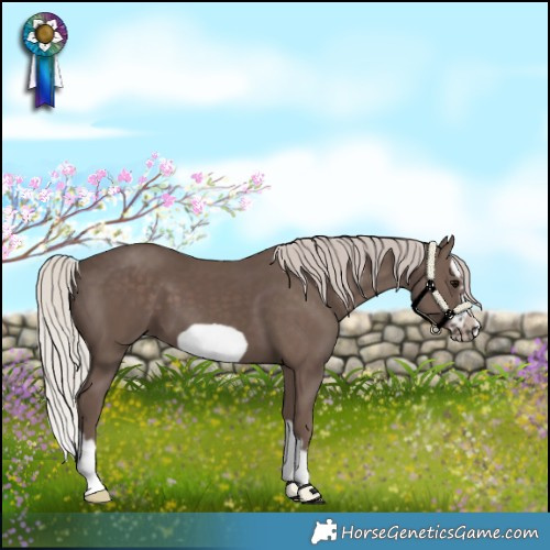Horse Color:Silver Black Splash Frame
