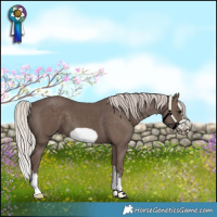 Horse Color:Silver Black Splash Frame