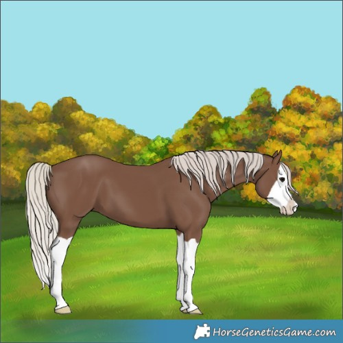 Horse Color:Silver Black Splash 