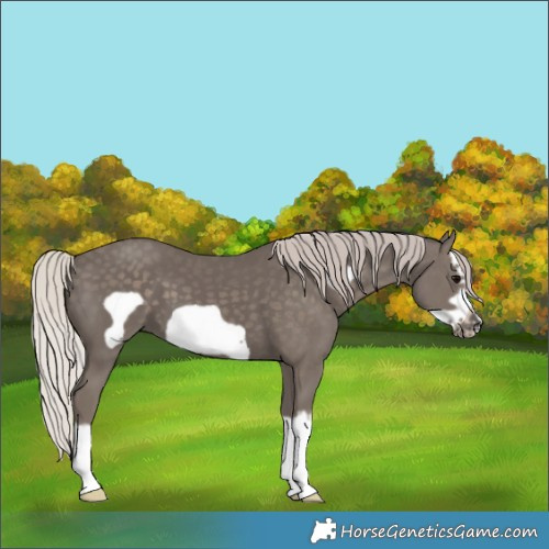 Horse Color:Silver Black Splash Frame