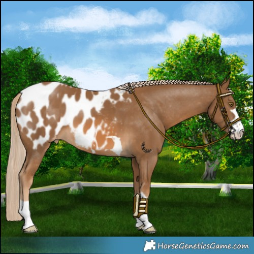 Horse Color:Chocolate Palomino Blanket 