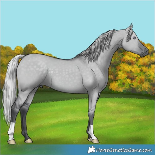 Horse Color:Silver Grullo Chinchilla 
