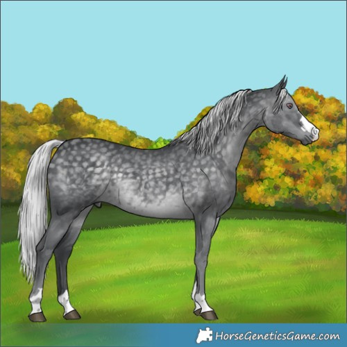 Horse Color:Silver Black Chinchilla 