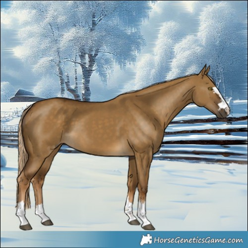 Horse Color:Chocolate Palomino Dun