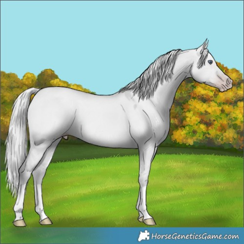 Horse Color:Silver Classic Champagne Chinchilla Dun 