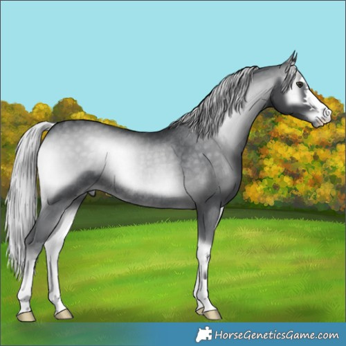Horse Color:Silver Blue Onyx Chinchilla Rabicano