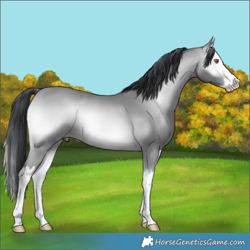 Horse Color:Bay Chinchilla Onyx Splash