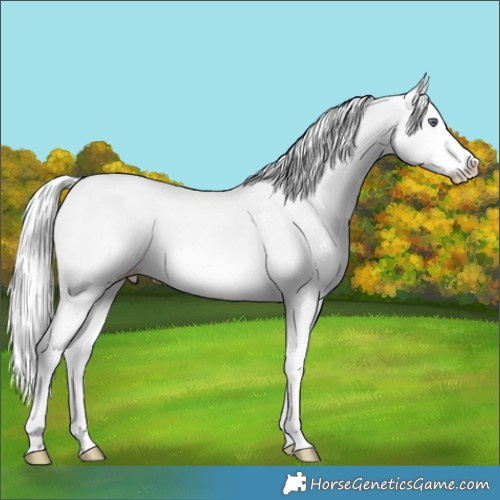 Horse Color:Silver Amber Champagne Chinchilla Sabino Splash