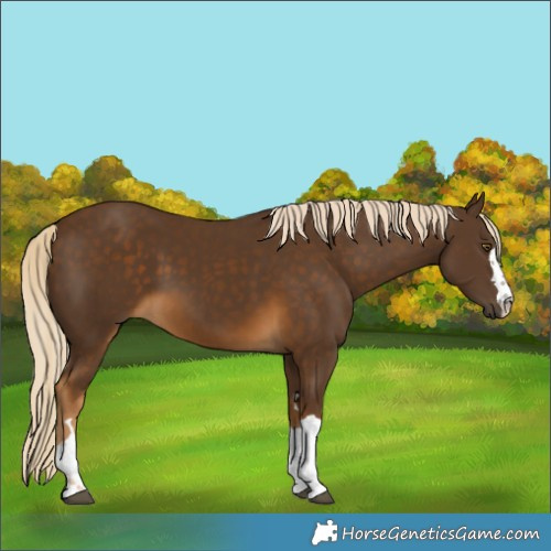 Horse Color:Chocolate Palomino 