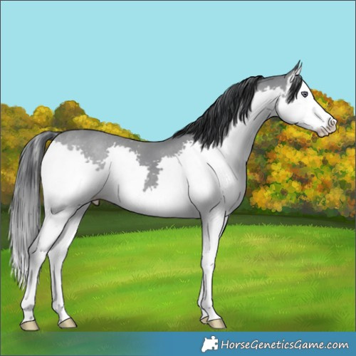 Horse Color:Classic Champagne Chinchilla Splash