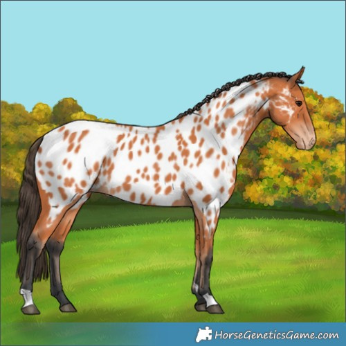 Horse Color:Bay Near Leopard 