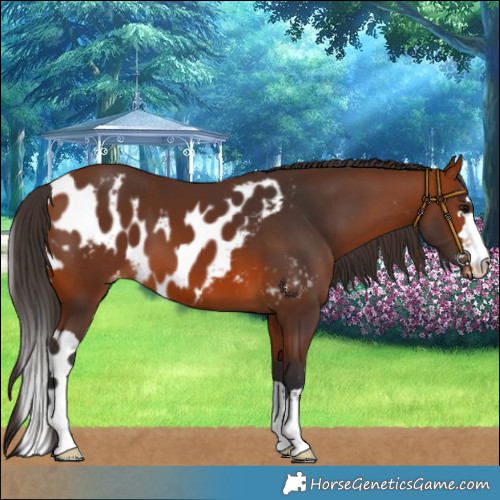 Horse Color:Bay Skewed LP Spotted 