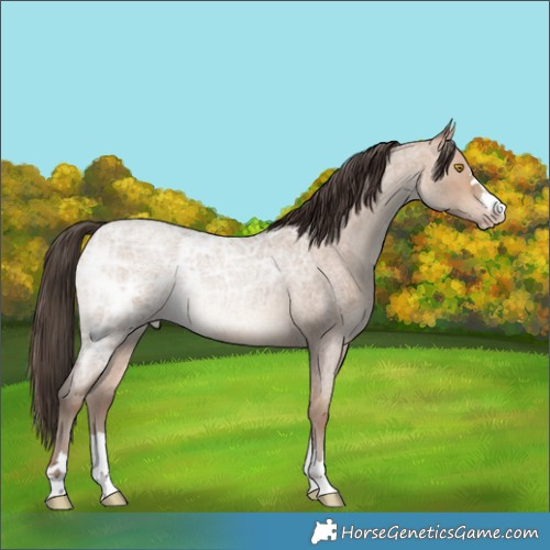 Horse Color:Amber Champagne Ice Roan 
