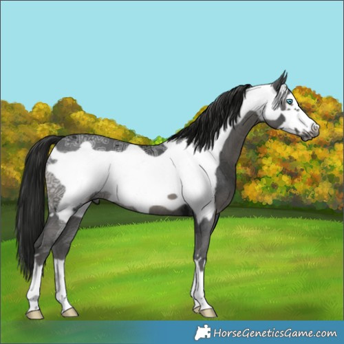 Horse Color:Gray Black Ice Frame 