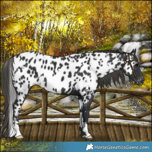 Horse Color:White Spotted Black Mushroom Near Leopard 