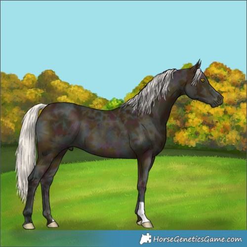 Horse Color:Midnight Silver Buckskin Ice 