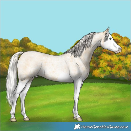 Horse Color:Silver Classic Cream Champagne Ice Roan Splash