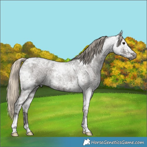 Horse Color:Gray Silver Smoky Blue Ice Roan