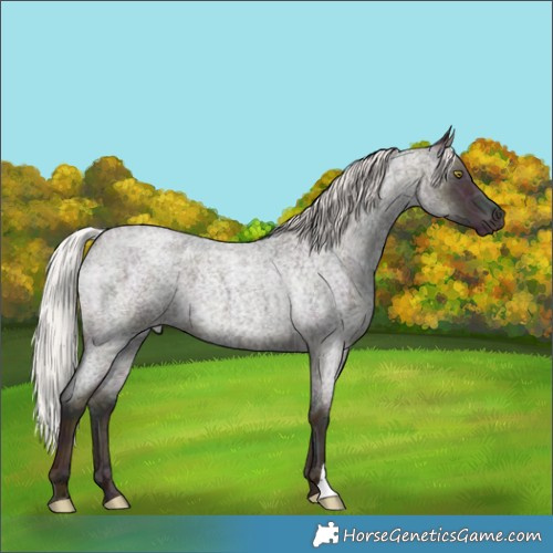 Horse Color:Midnight Silver Sable Champagne Ice Roan