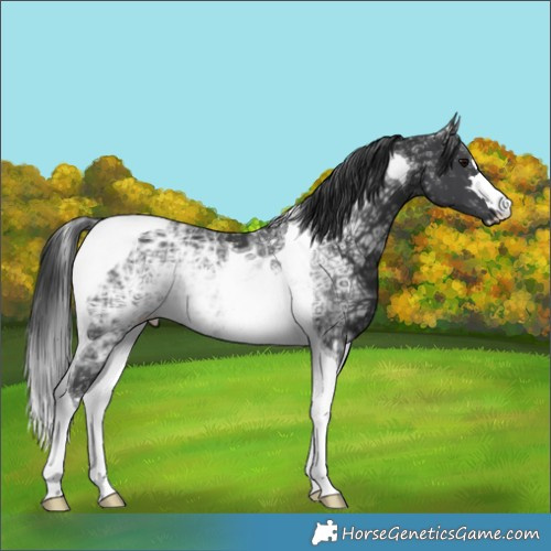 Horse Color:Black Ice Tobiano 