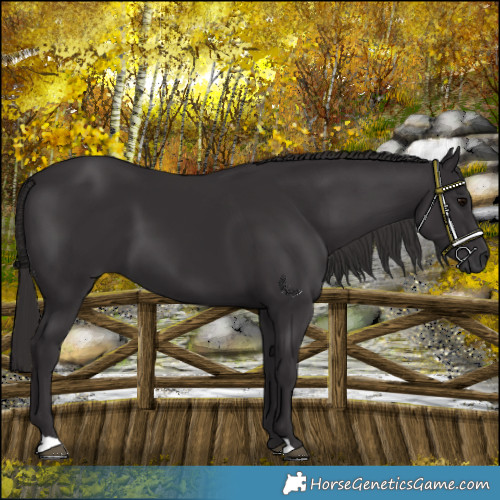 Horse Color:Smoky Black