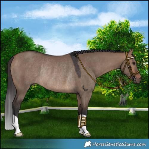 Horse Color:Brown Dun Rabicano