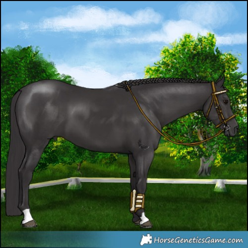 Horse Color:Platinum Smoky Black