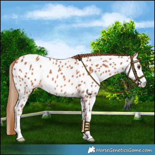Horse Color:Chestnut Near Leopard 
