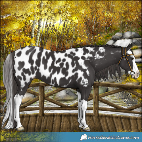 Horse Color:Smoky Black Splash Near Leopard 