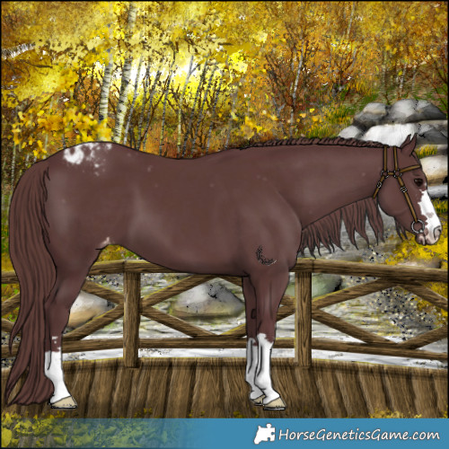 Horse Color:Chocolate Black Varnish 