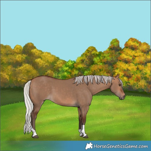 Horse Color:Silver Bay Dun Tobiano Rabicano
