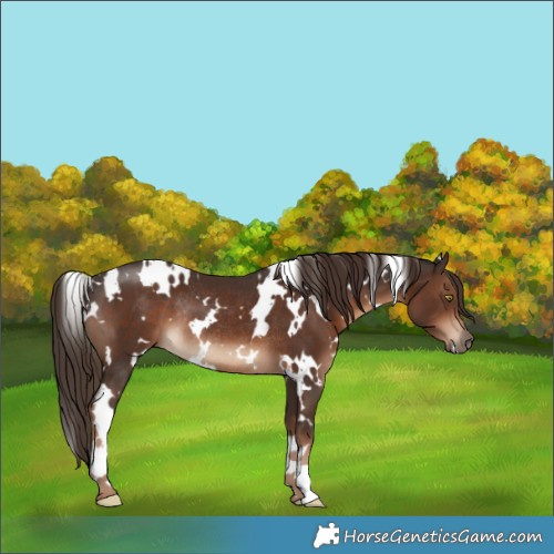 Horse Color:White Spotted Liver Chestnut Rabicano 