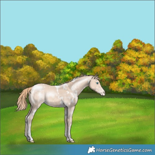 Horse Color:White Spotted Perlino Appaloosa Rabicano 