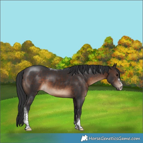 Horse Color:Brown Tobiano