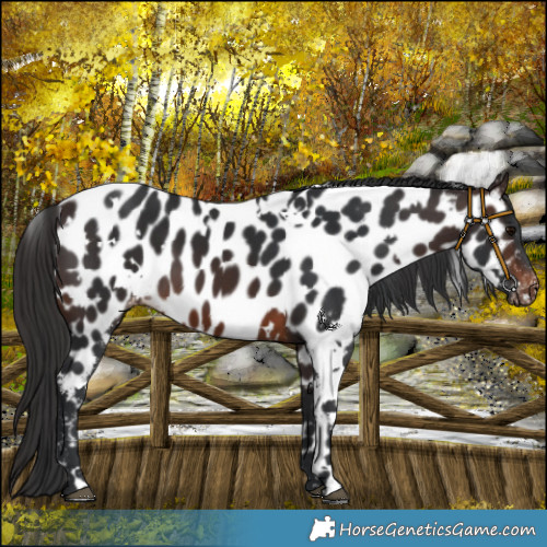 Horse Color:White Spotted Brown Near Leopard 