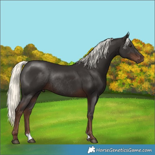 Horse Color:Liver Chestnut Mushroom Rabicano 