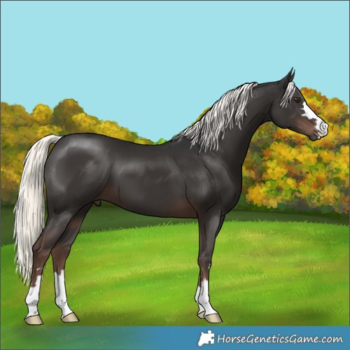 Horse Color:Liver Chestnut Mushroom 