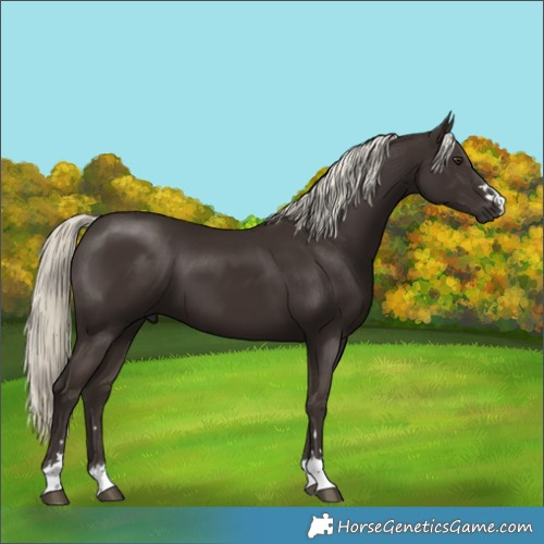 Horse Color:Liver Chestnut Mushroom 