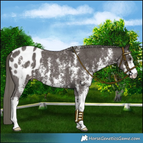 Horse Color:Liver Chestnut Mushroom Sabino Varnish 