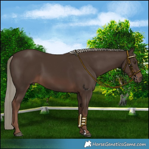 Horse Color:Liver Chestnut Mushroom
