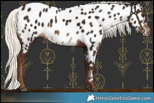 Horse Color:Liver Chestnut Mushroom Near Leopard