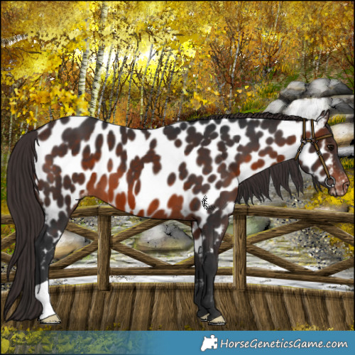 Horse Color:Brown Mushroom Near Leopard