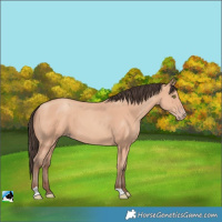 Horse Color:Amber Champagne