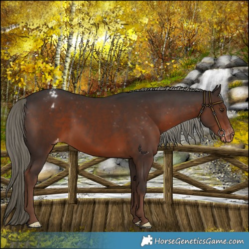 Horse Color:Liver Chestnut Mushroom Varnish