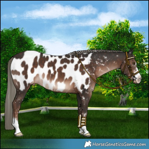Horse Color:Liver Chestnut Mushroom Near Leopard 