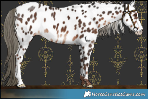 Horse Color:Liver Chestnut Mushroom Near Leopard 